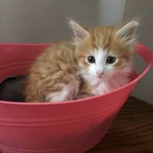 Meet your Posher, Mary